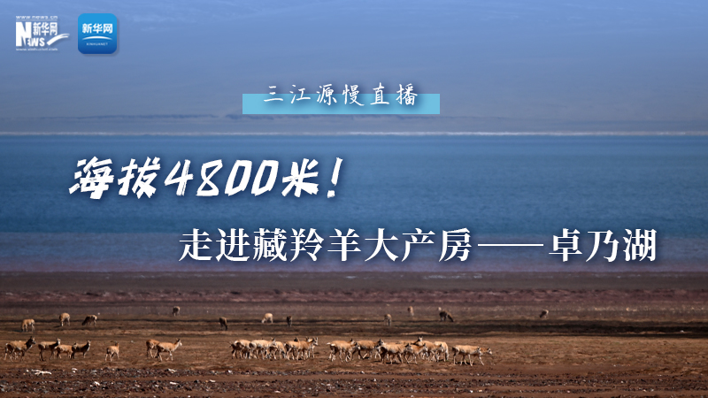 大美中國(guó)｜海拔4800米！走進(jìn)藏羚羊大產(chǎn)房——卓乃湖