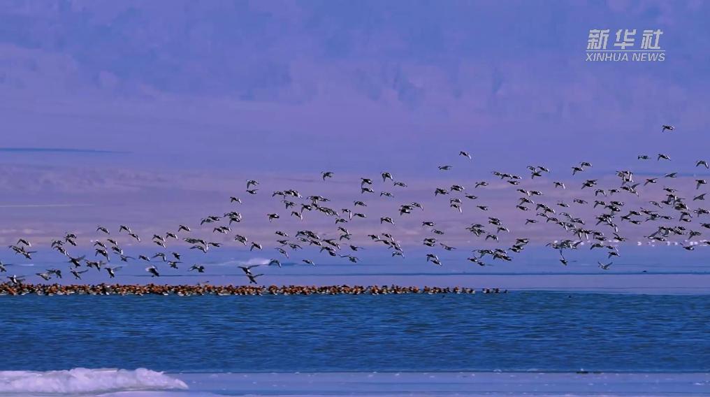 秀我中國(guó)｜青?？婶斂撕叭绠?huà)