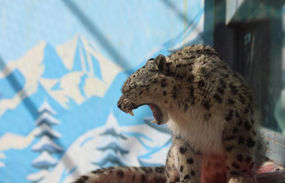 救护与新生：雪豹家族的守护密码