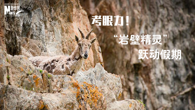 三江源慢直播丨考眼力！&ldquo;巖壁精靈&rdquo;躍動假期