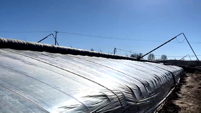 新鮮！青藏高原長(zhǎng)出&ldquo;熱帶水果&rdquo;