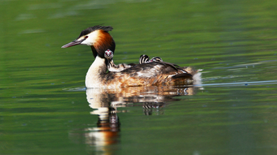 超有愛！看西寧北川河濕地公園鳳頭??花樣&ldquo;遛娃&rdquo;