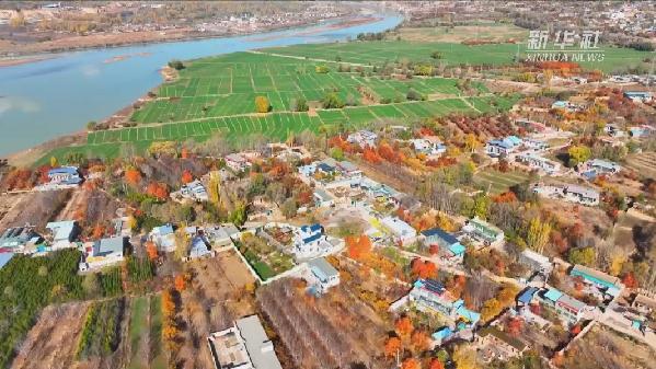 青?；。喝f畝冬小麥染綠黃河畔