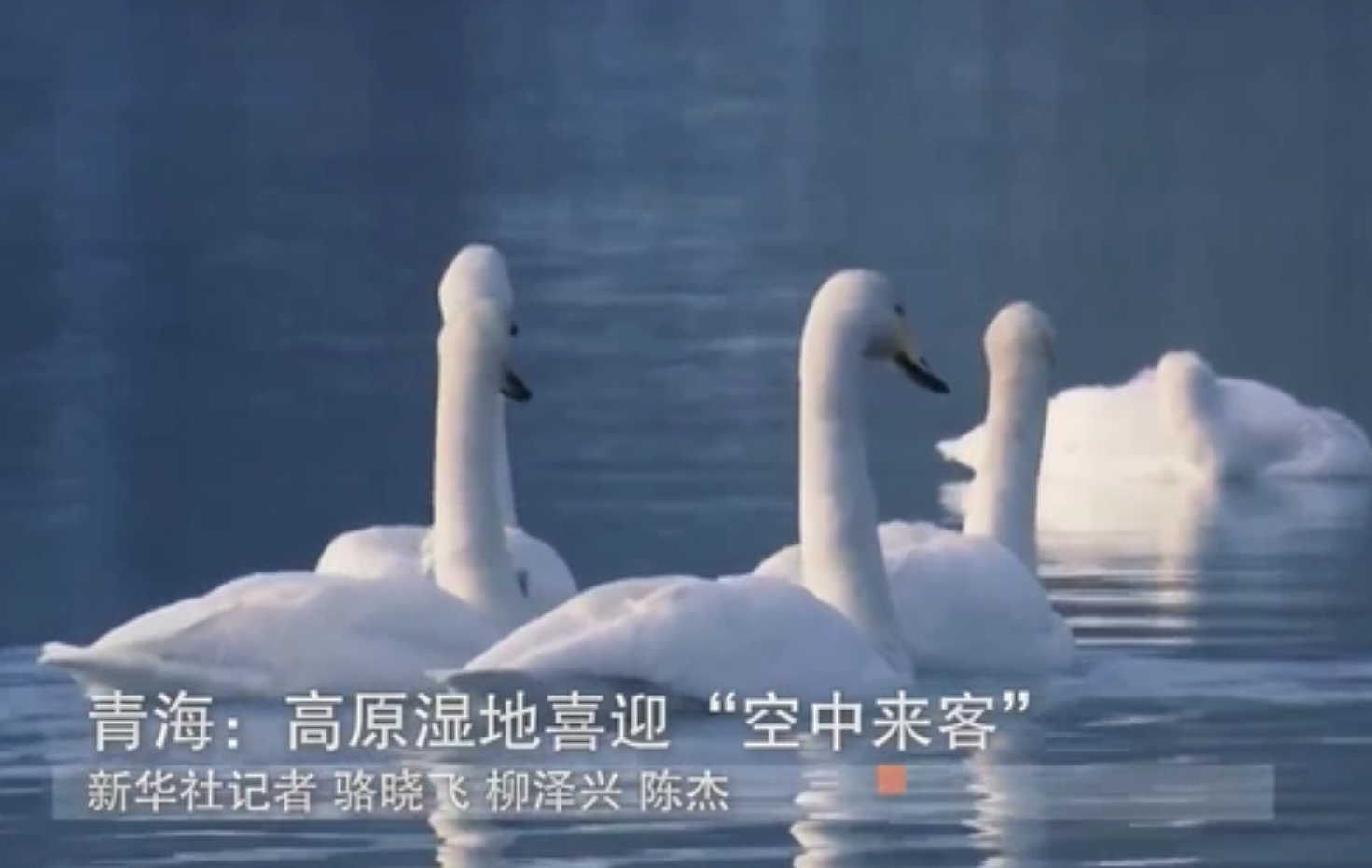 青海：高原濕地喜迎&ldquo;空中來客&rdquo;