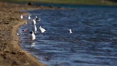 世界野生動(dòng)植物日，帶您到青藏高原領(lǐng)略&ldquo;野生動(dòng)物家園&rdquo;