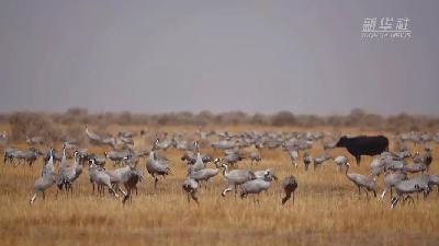 壯觀！遷徙灰鶴&ldquo;備降&rdquo;青海都蘭